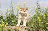 CHIEN FINNOIS DE LAPONIE 403